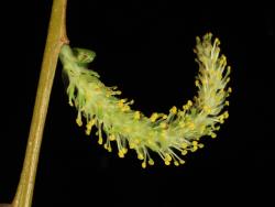 Salix ×pendulina f. salamonii. Androgynous catkin with mostly female flowers at the base and mostly male flowers at the apex.
 Image: D. Glenny © Landcare Research 2020 CC BY 4.0